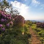 ~Hiking~ Craggy Gardens