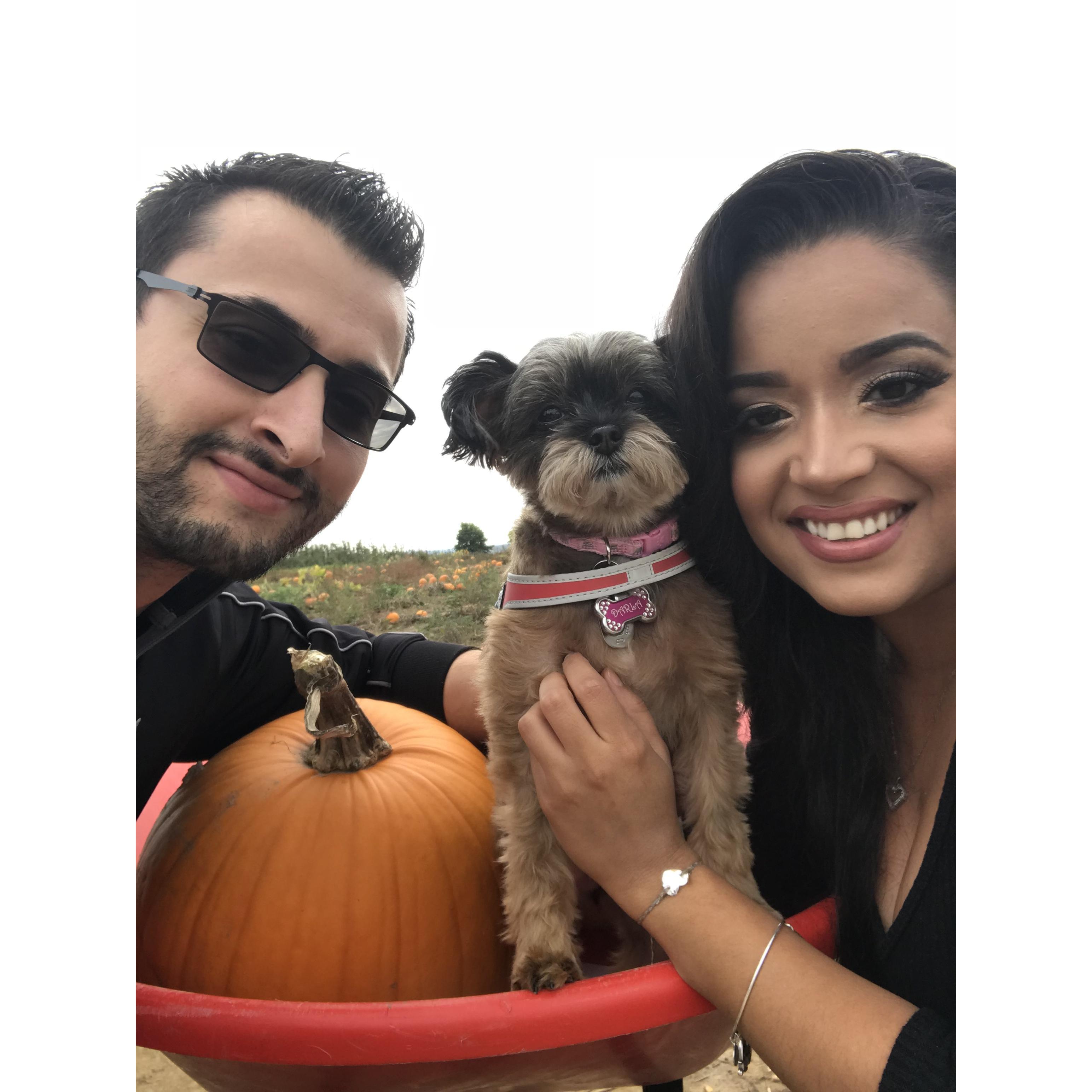 Darla's first ride in a wheel barrel at the Pumpkin Patch!