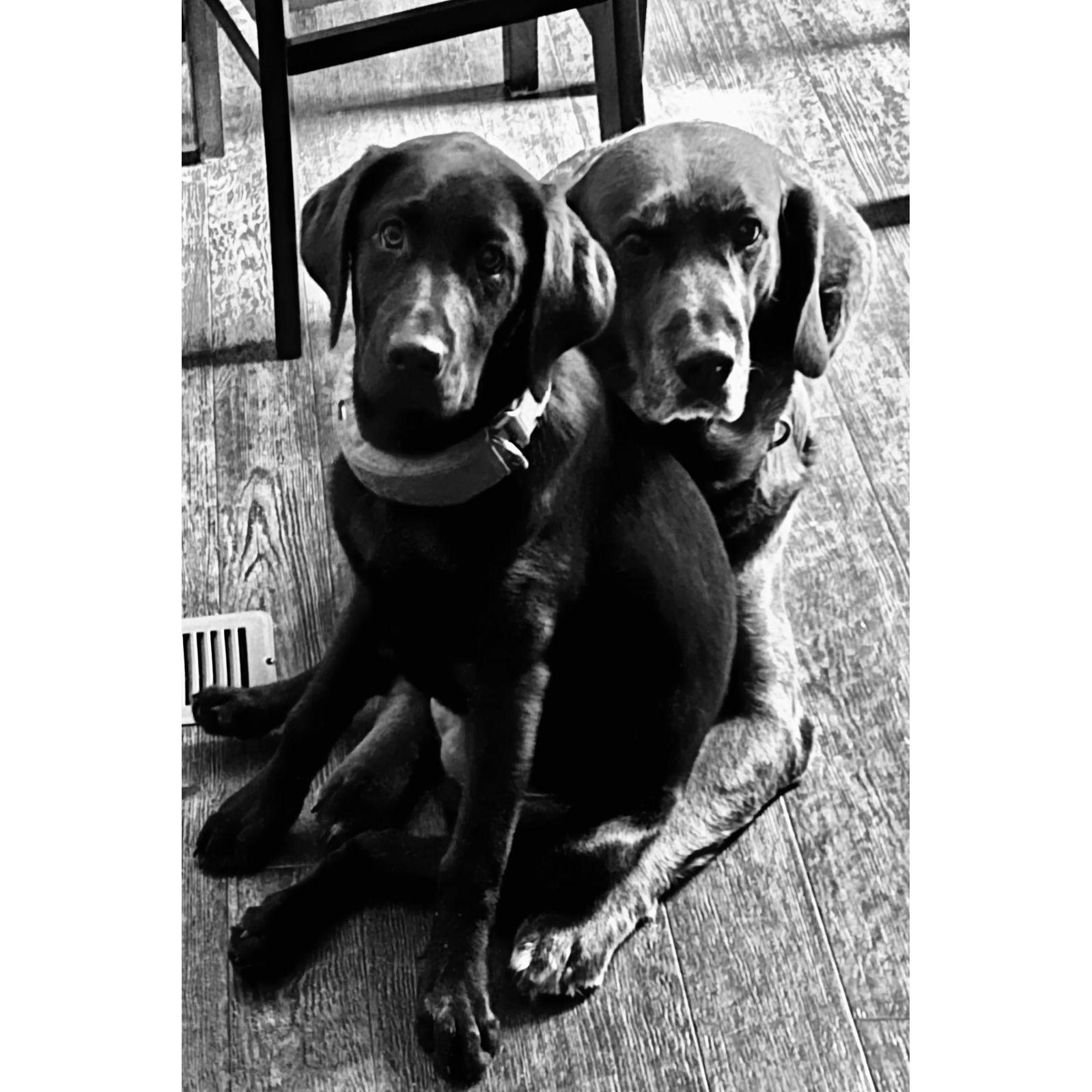 Our beautiful dogs, Runner and Ms. Holiday