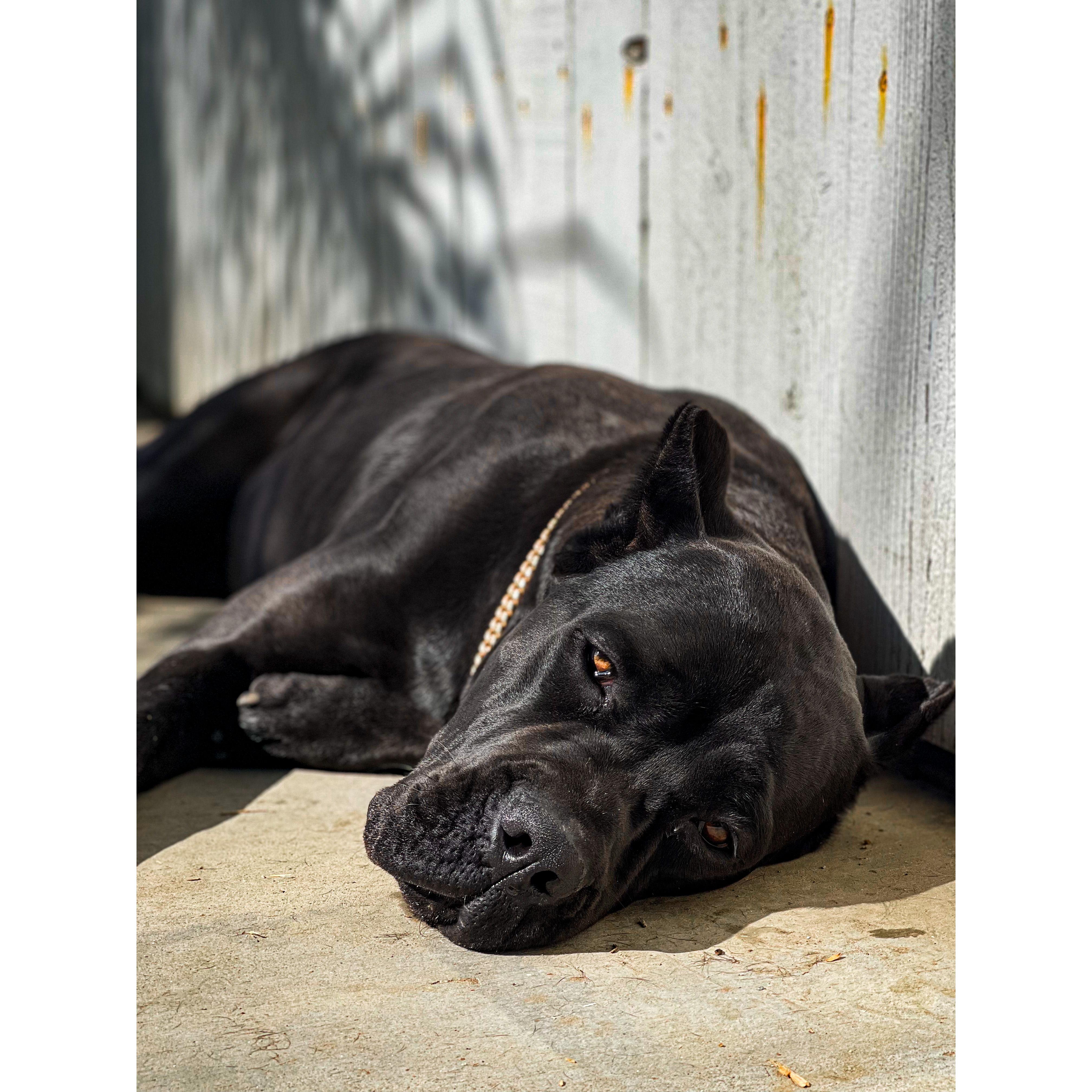 Meet Quila, our female Cane Cross.