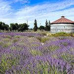 Pageo Lavender Farm