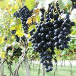 Grandfather Vineyard & Winery
