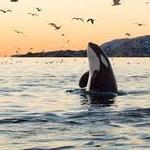 Island Adventures Whale Watching