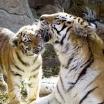 Denver Zoo