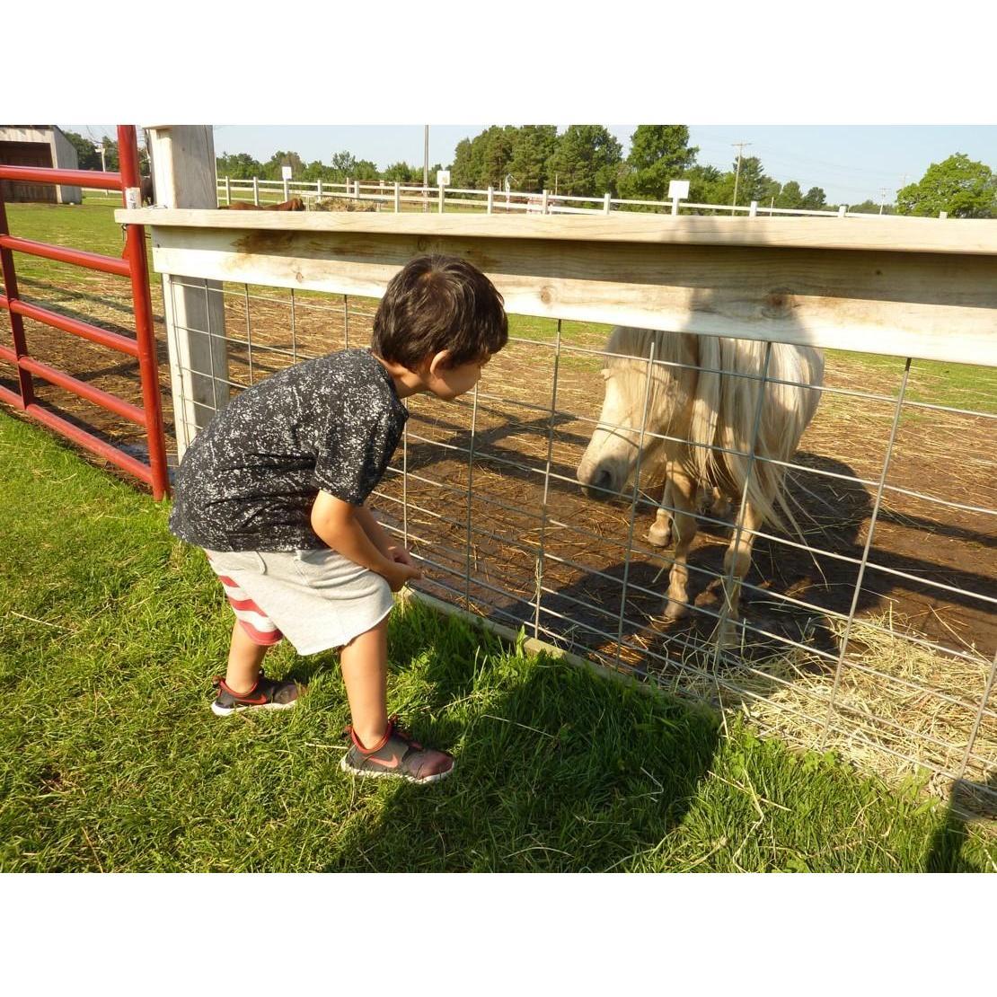 a family visit to the Up North Market and their animals