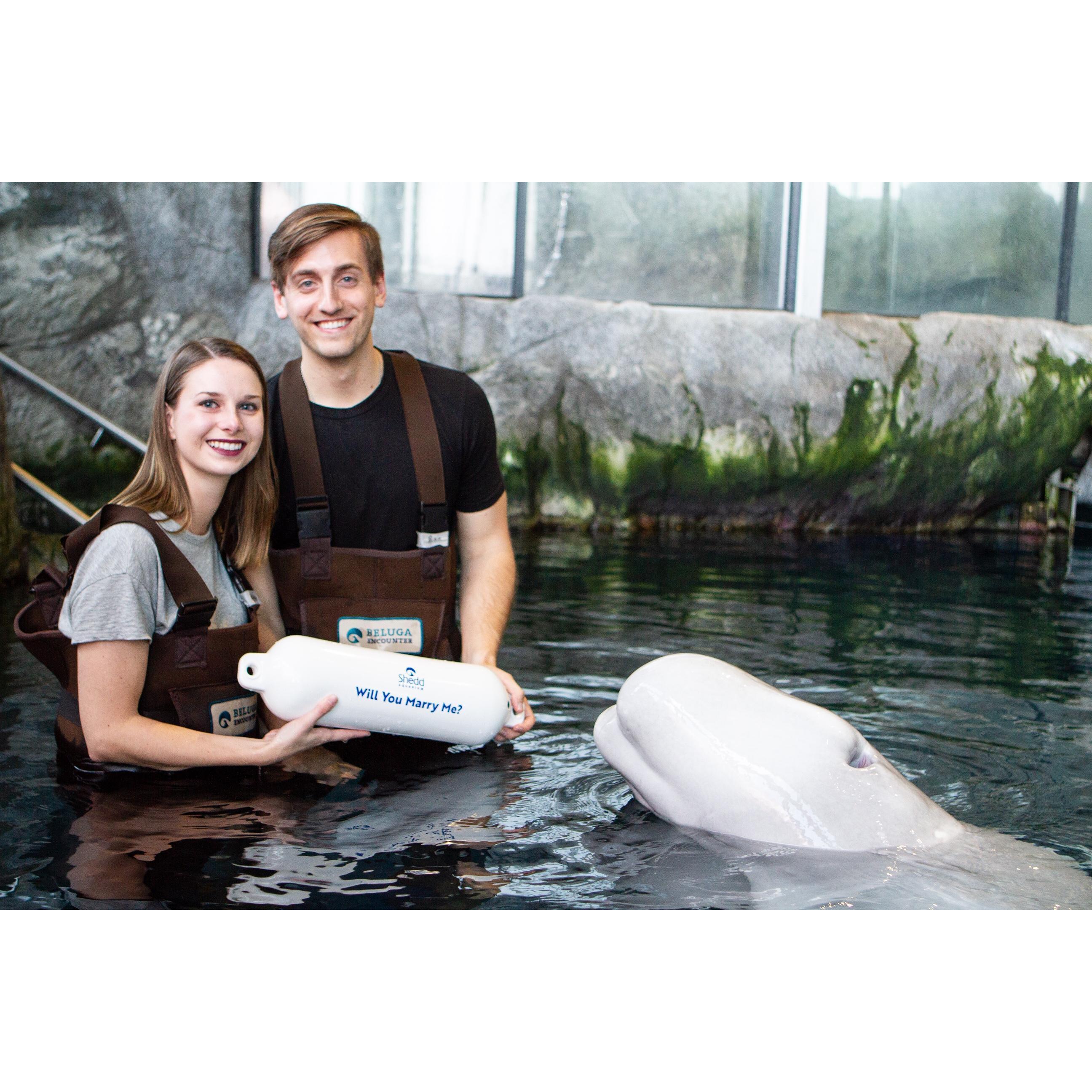 Proposal with beluga whale