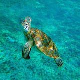 Hidden Cenote Swim: Snorkeling, Sea Turtles and Beachside Lunch