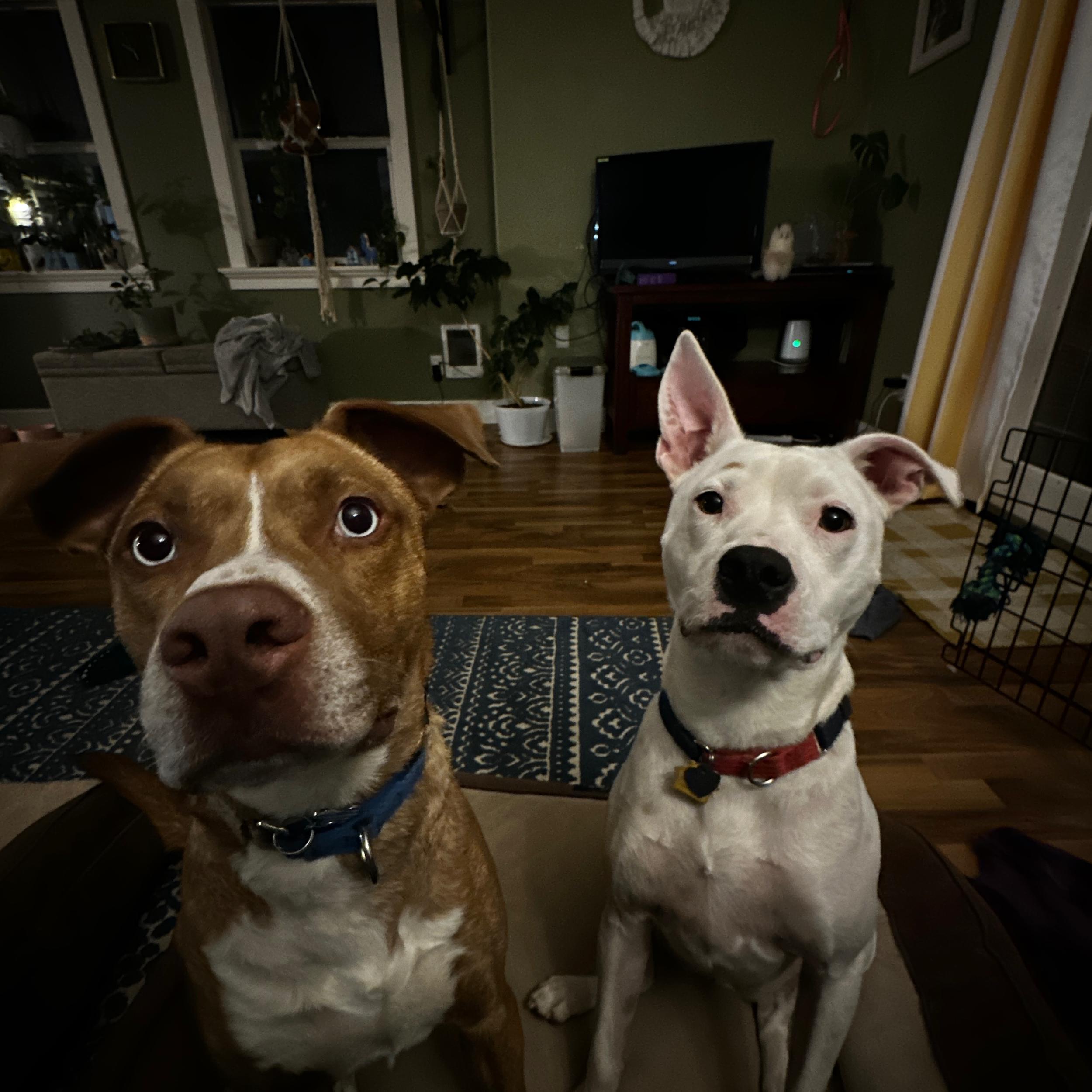 Pet Sitter (Honeymoon)