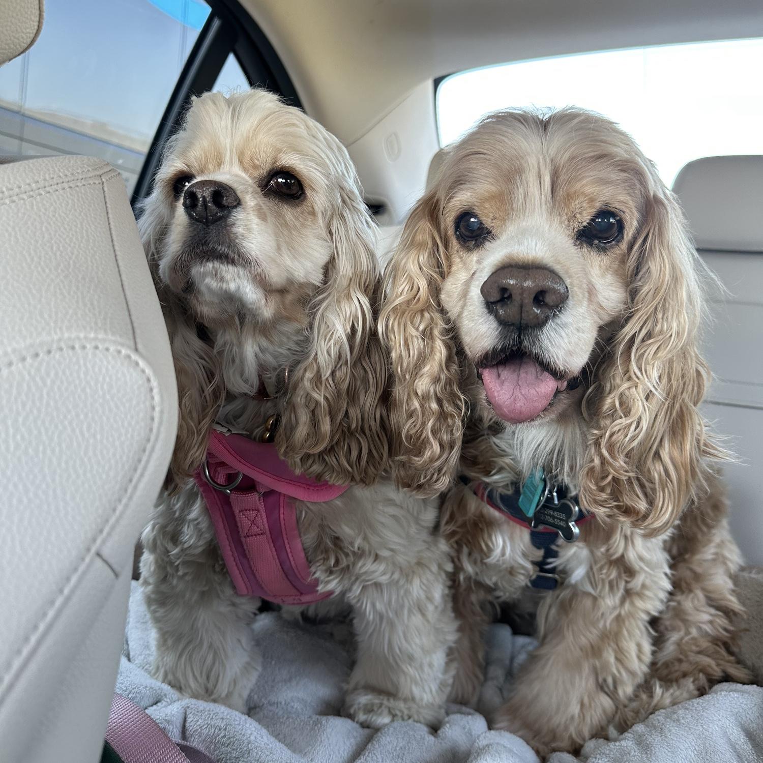 Demi (left) & Dexter (right) — our fur babies