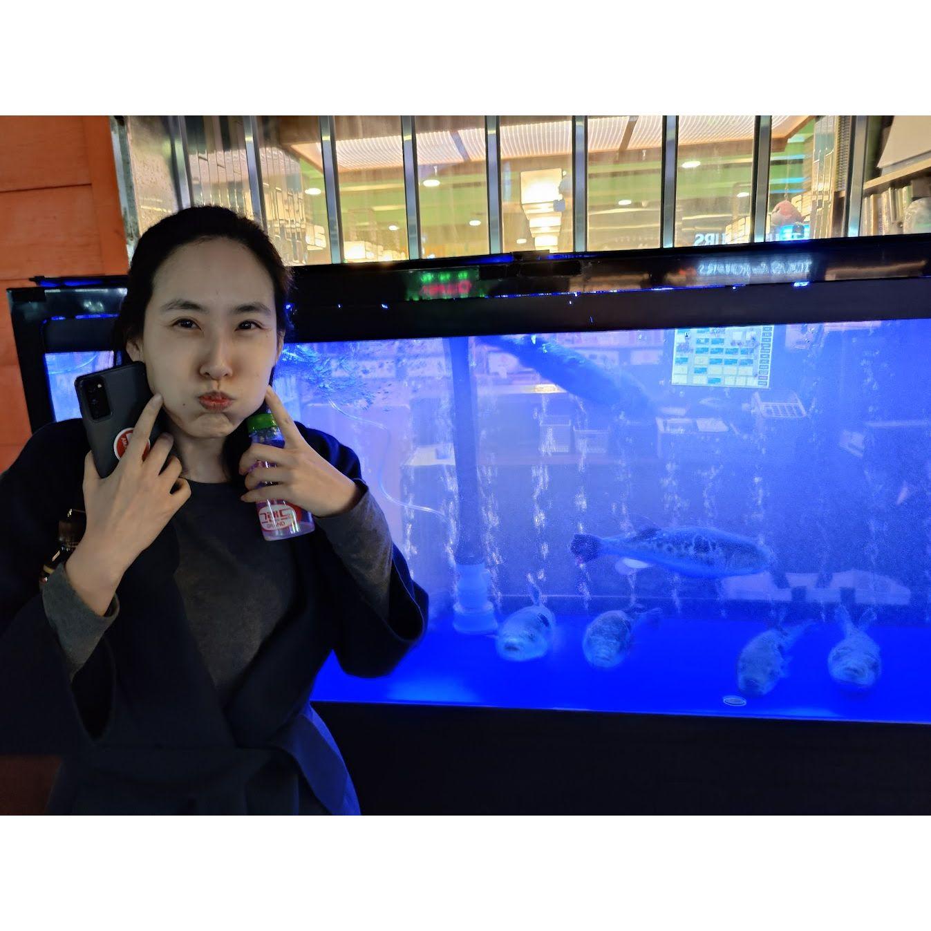 Puffer fish in Seoul
