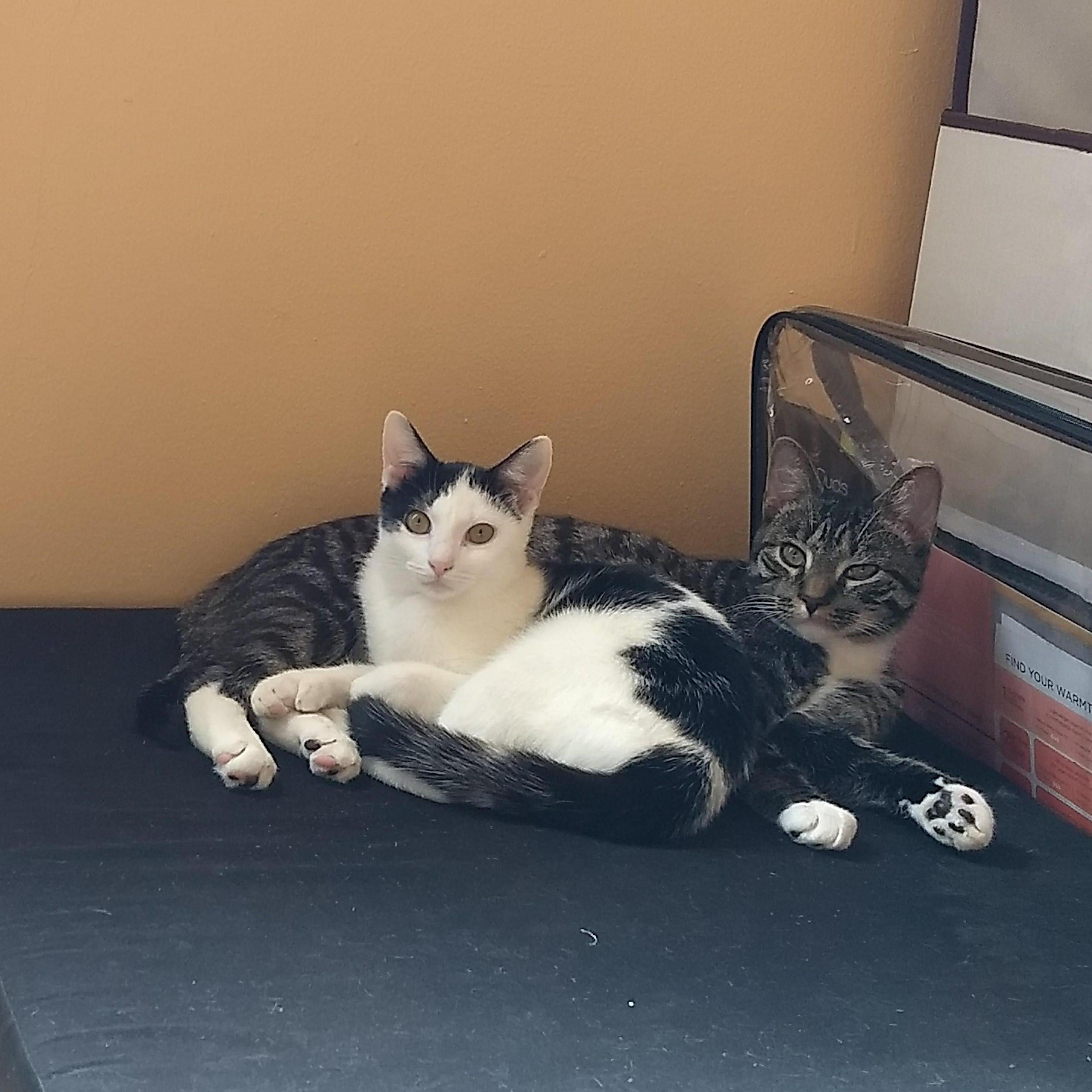 Our lovely cats Rose (white) and Alvin (troublemaker)