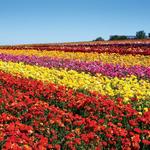 The Flower Fields