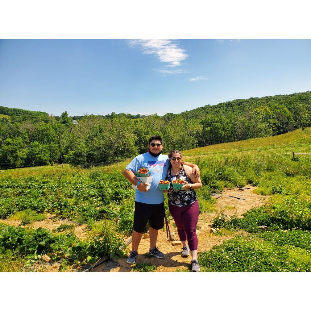 Summer strawberry picking