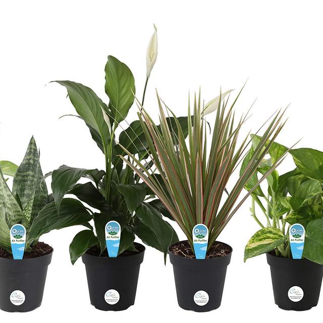 Costa Farms Clean Air-O2 For You Live House Plant Collection 6-Pack, Choice Assorted, 4-Inch, in Grower's Pot