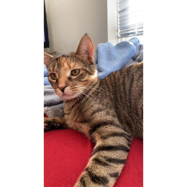 Our first fur baby we got together Savannah! This was one of the first pictures we took of her in our first apartment!
