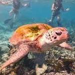 Snorkeling/Scuba Diving