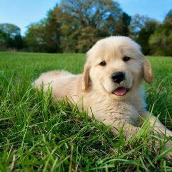 Puppy fund!!!