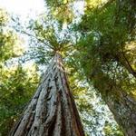 Armstrong Redwoods State Natural Reserve