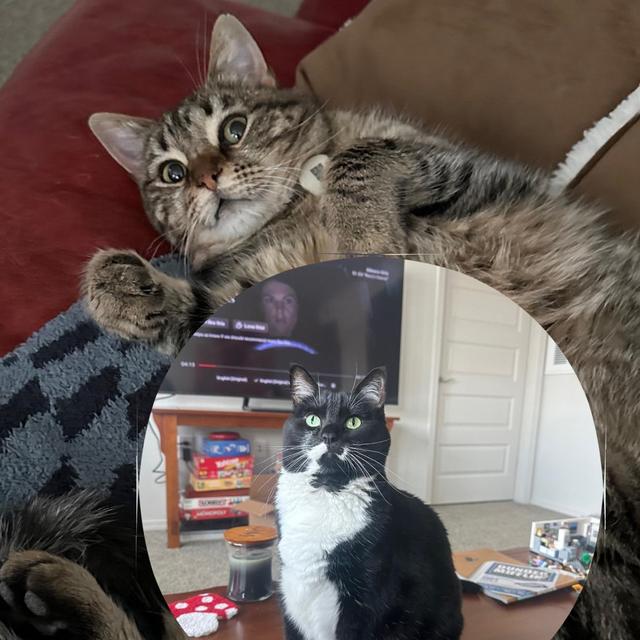 Pip and Bebe fund🐈🐈‍⬛