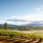 Blue Ridge Estate Vineyard & Winery