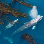 Monterey Bay Whale Watch