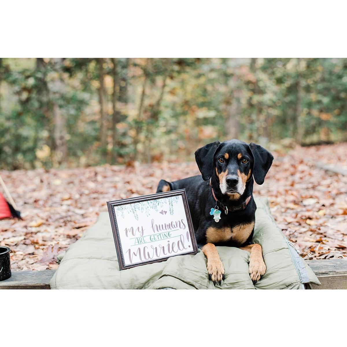 Engagement pictures from the amazing Kathryn Ivy!