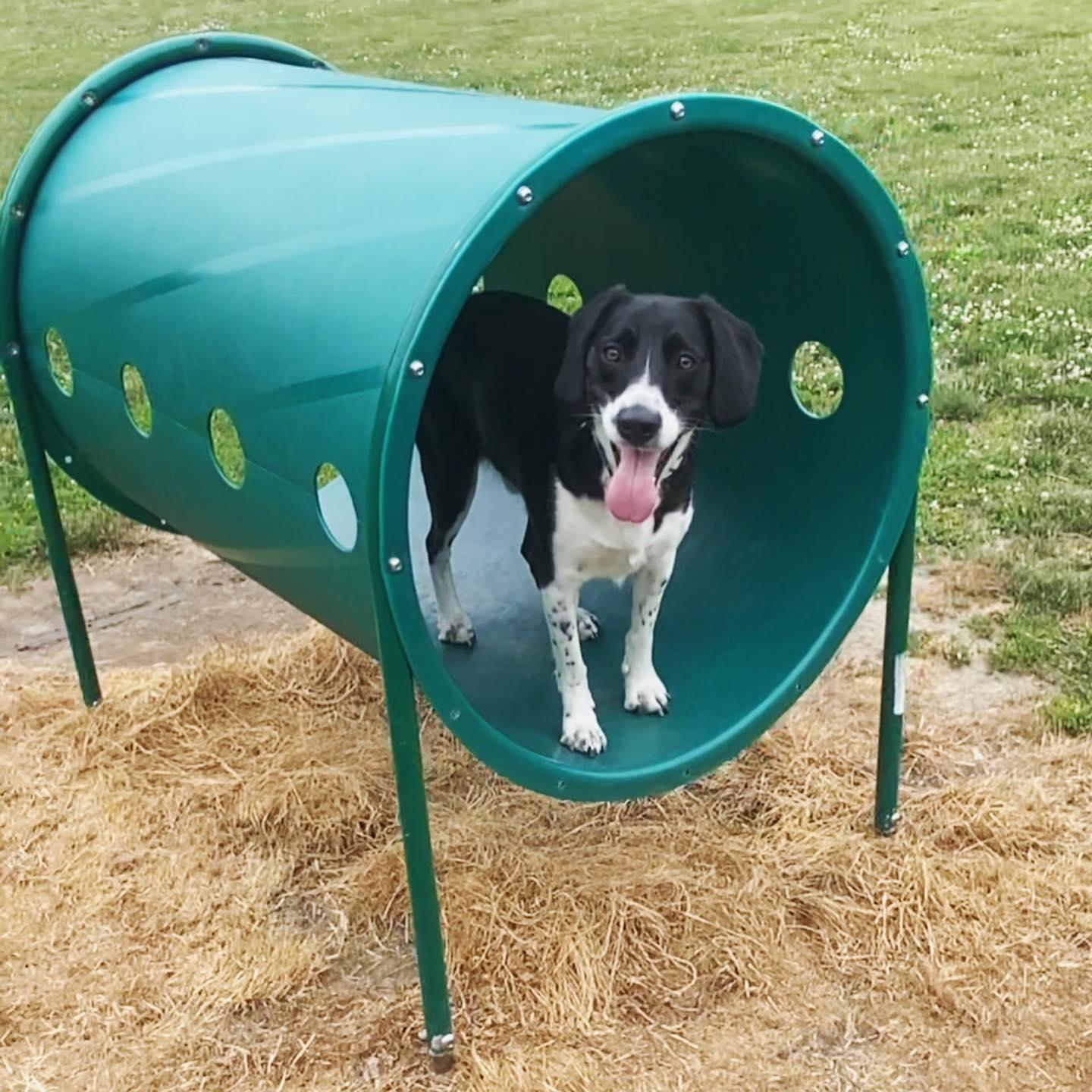 Our sweet boy Fitzgerald came into our lives six months after we started "exclusively dating." He's our best boy!