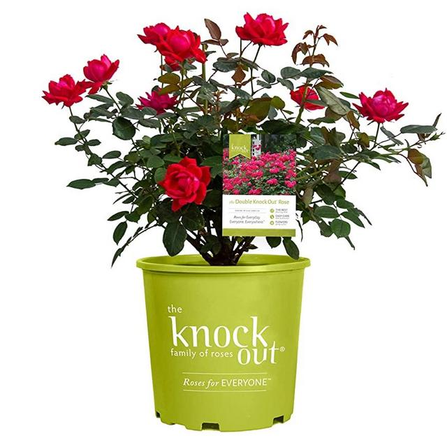 Green Promise Farms Rosa `Double Knock Out` (Reblooming) Rose, 3 Size Container, pink/red flower