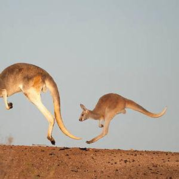 Australian Safari