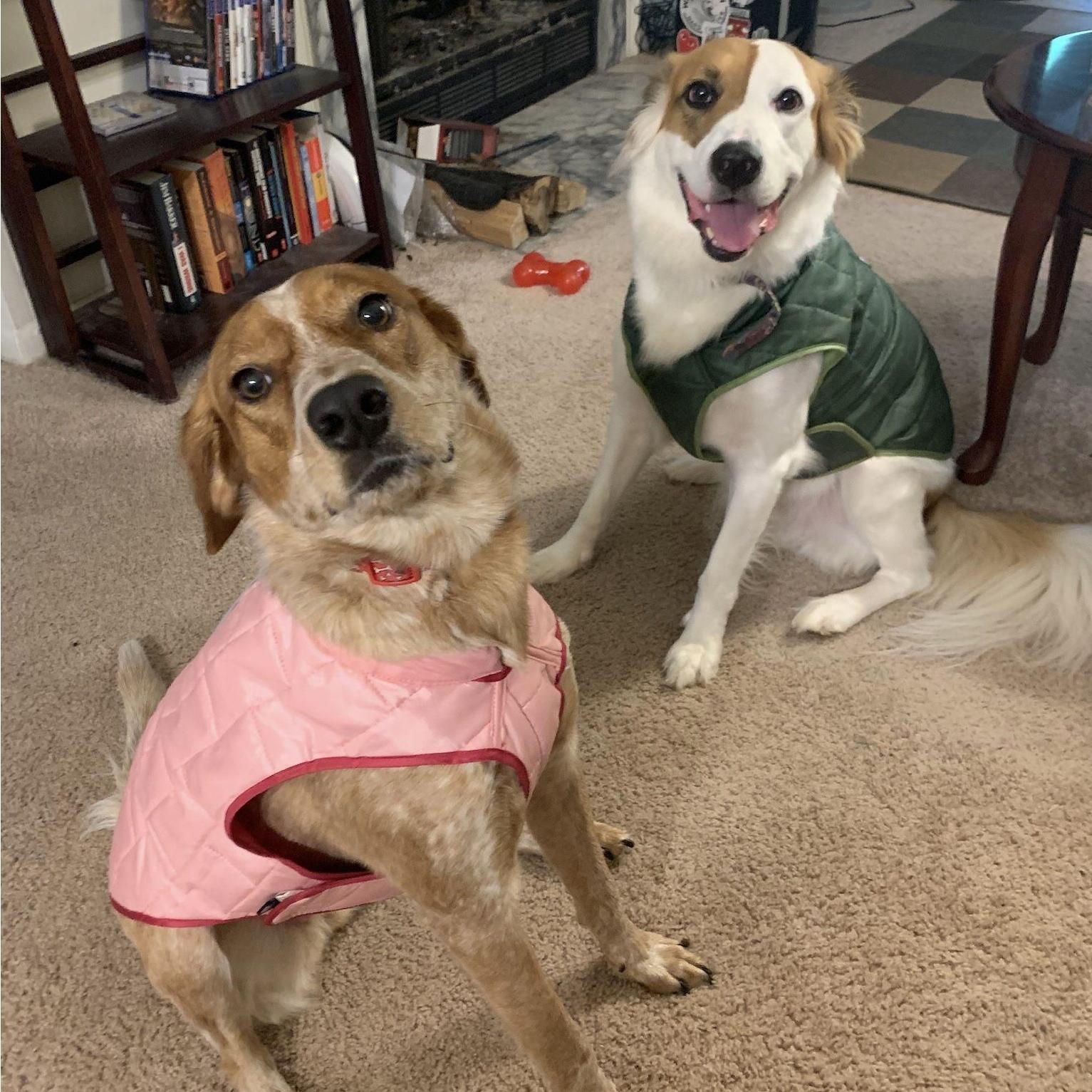 Nafeesah and Jon's fur-babies, Zaytoven & Tatiana. Nafeesah got Zay in 2016 and Tati joined the family in 2020.
