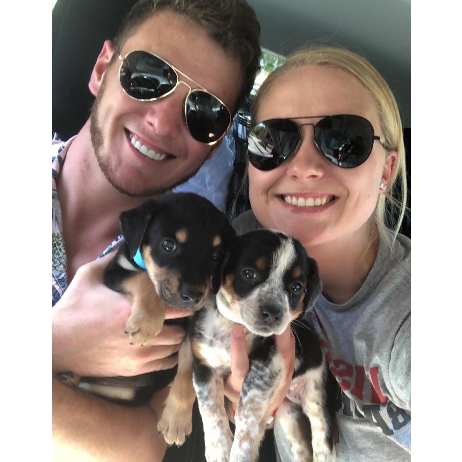 The day we picked up Cooper & Cotton as our foster pups!