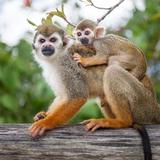✨Monkeyland and Plantation Safari Tour