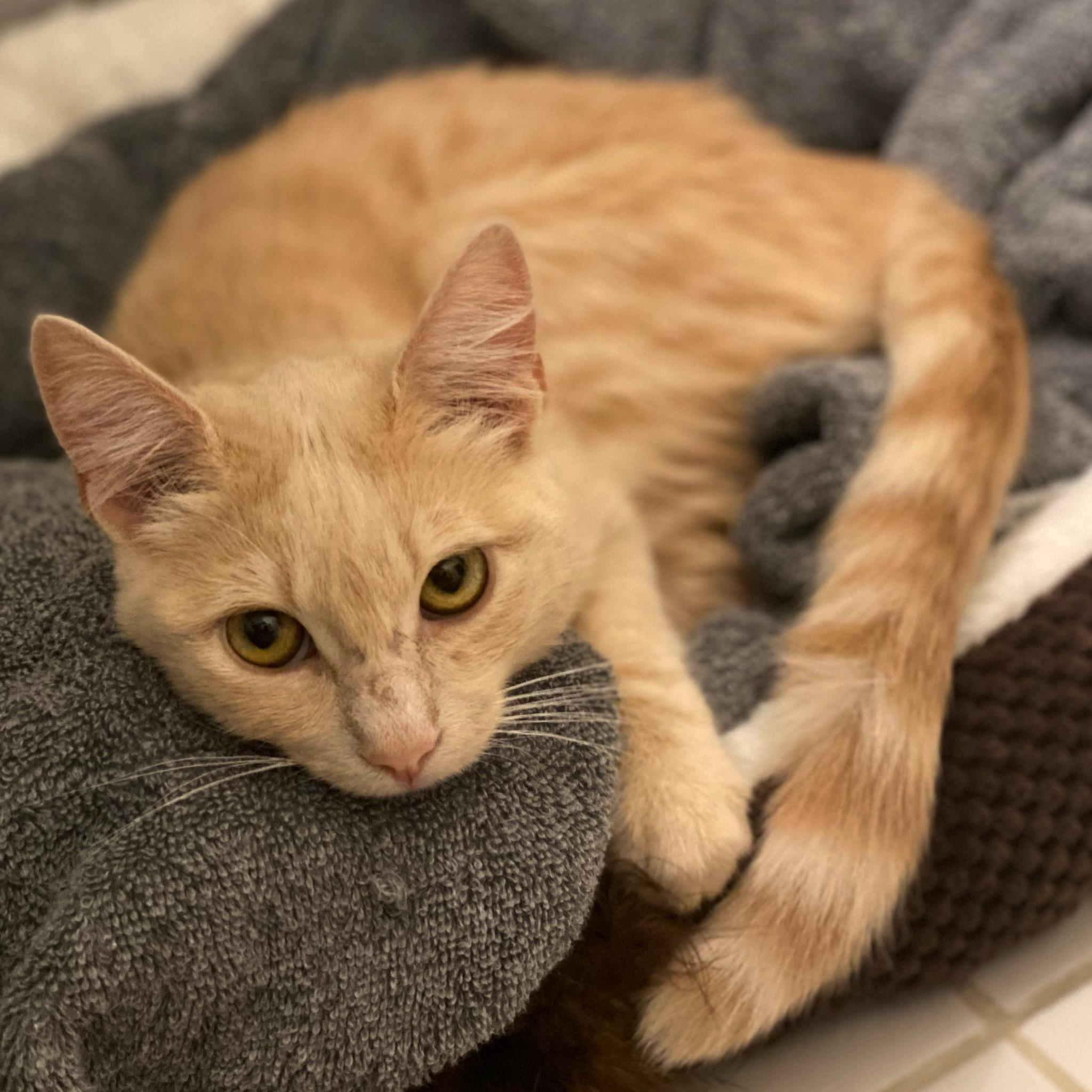 Our second addition to the family, Brie, our little cream-colored kitty.