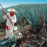 Tequila Guadalajara