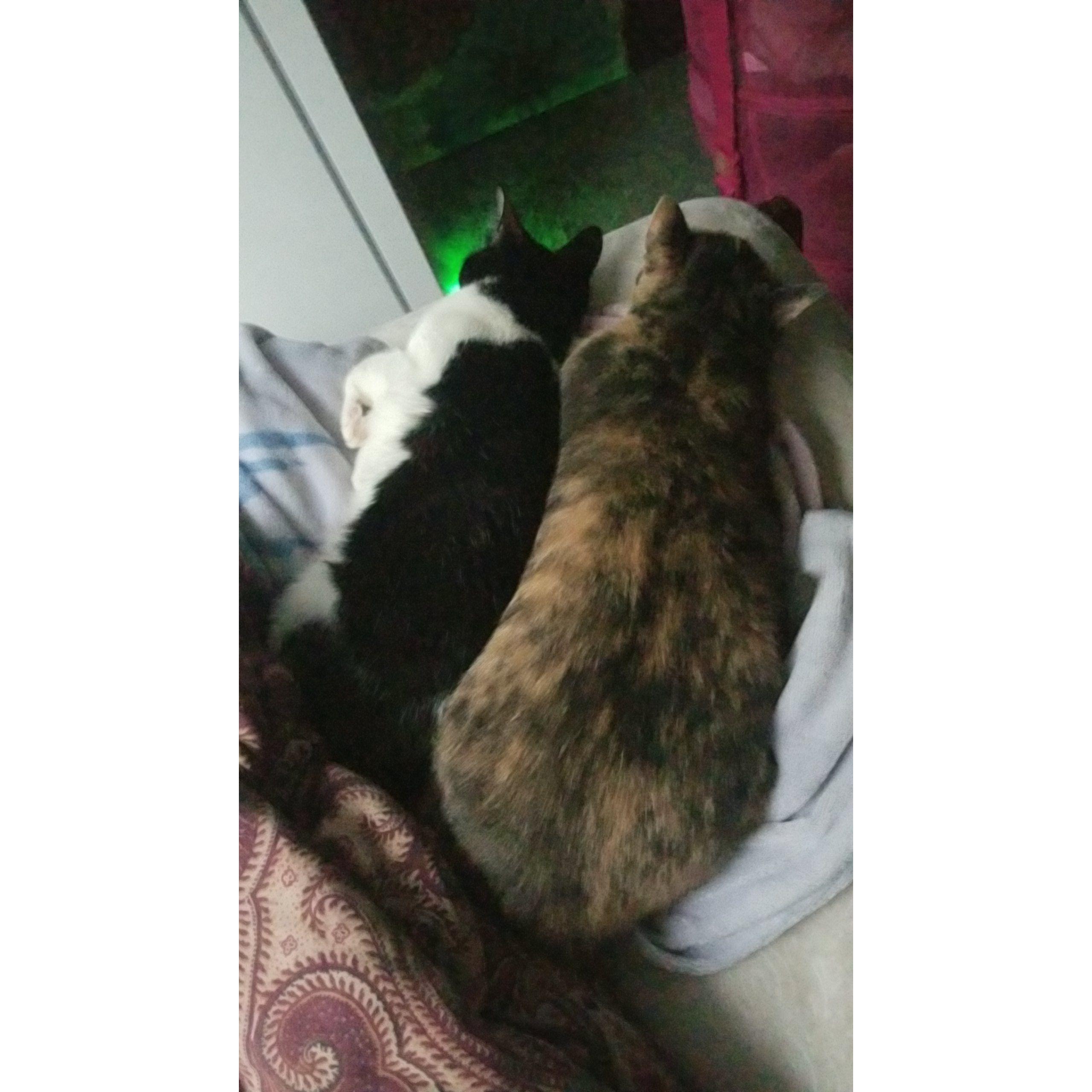 Another cute pic of our kitties