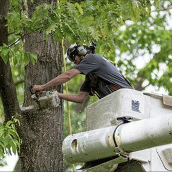 Tree Work Fund