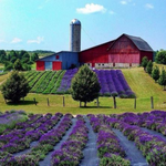 Lavender Hill Farm