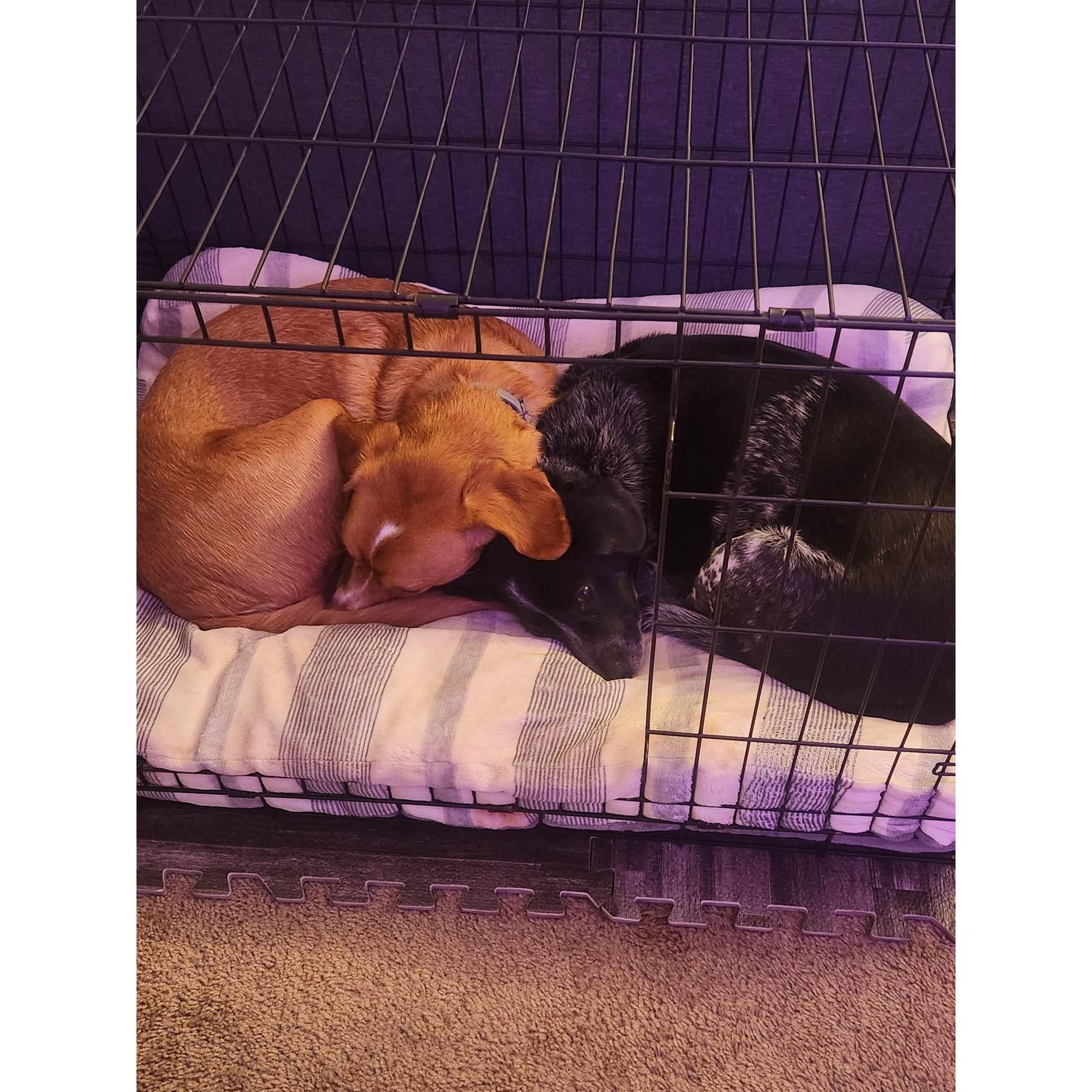 Our two best dogs