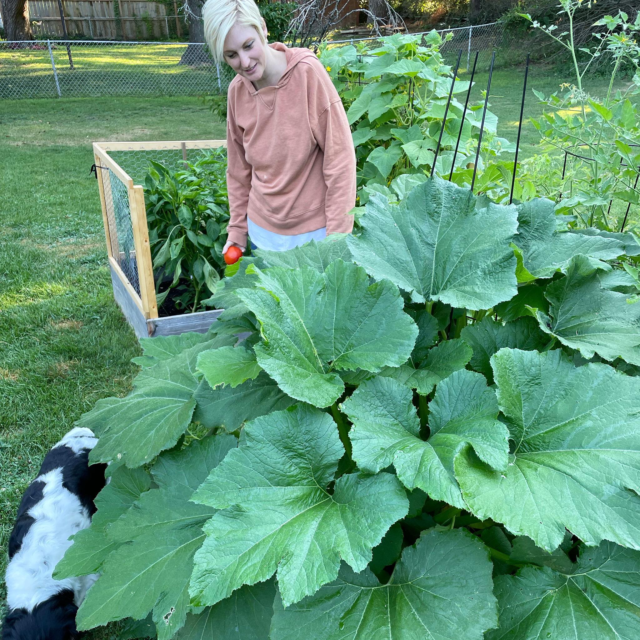 Veggie plants got a lot bigger and better!
