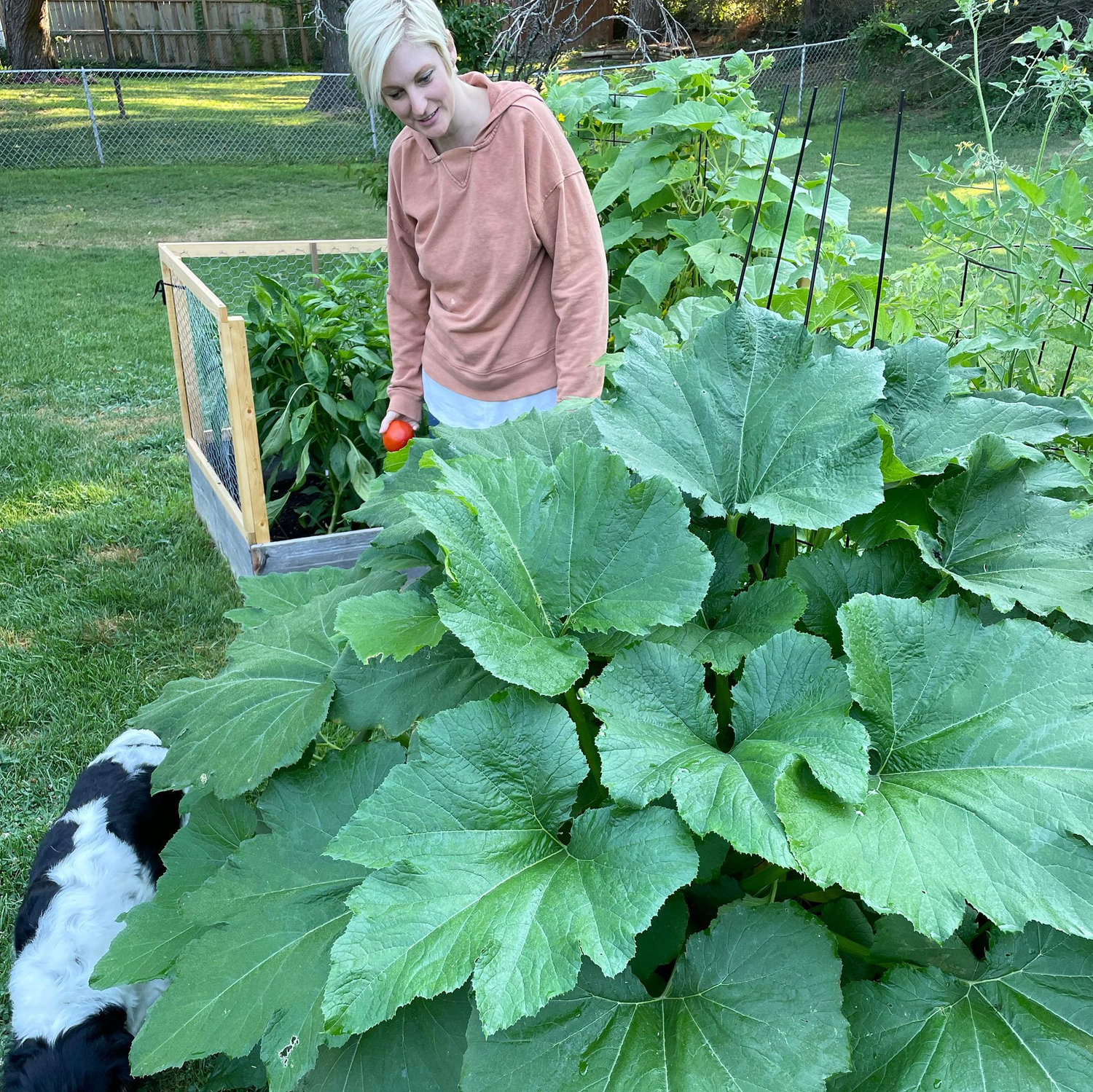 Veggie plants got a lot bigger and better!