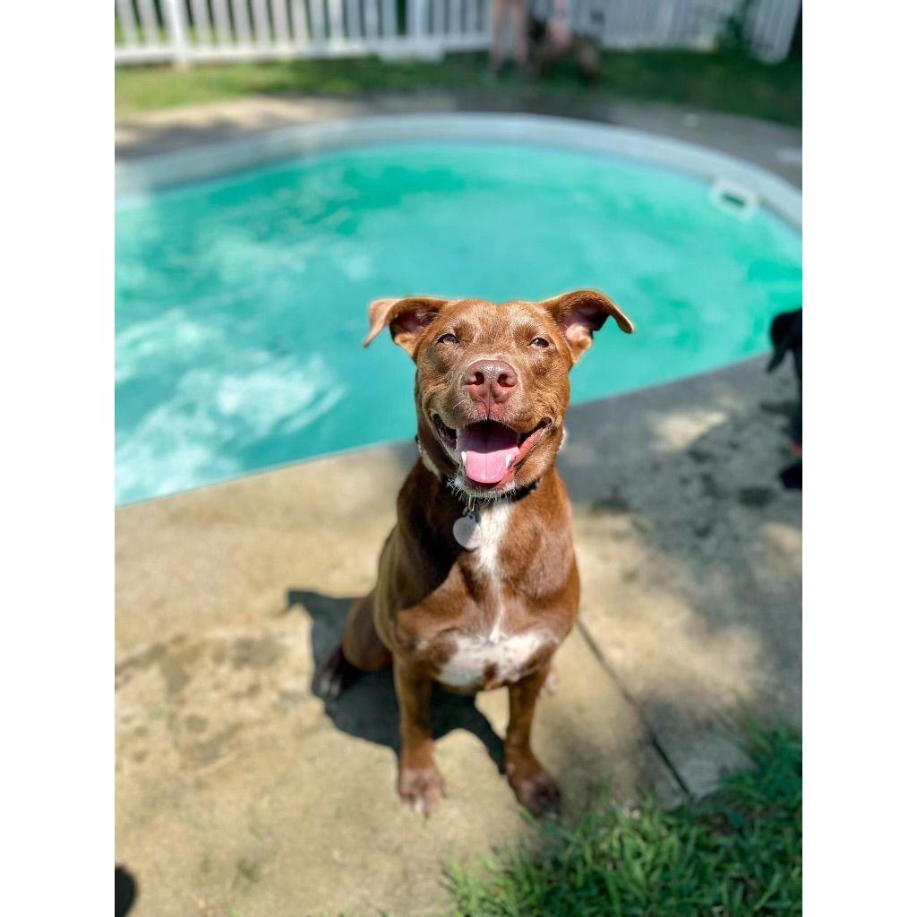 Our pup, Goose! We rescued him in June 2023 from Charlotte Animal Control.