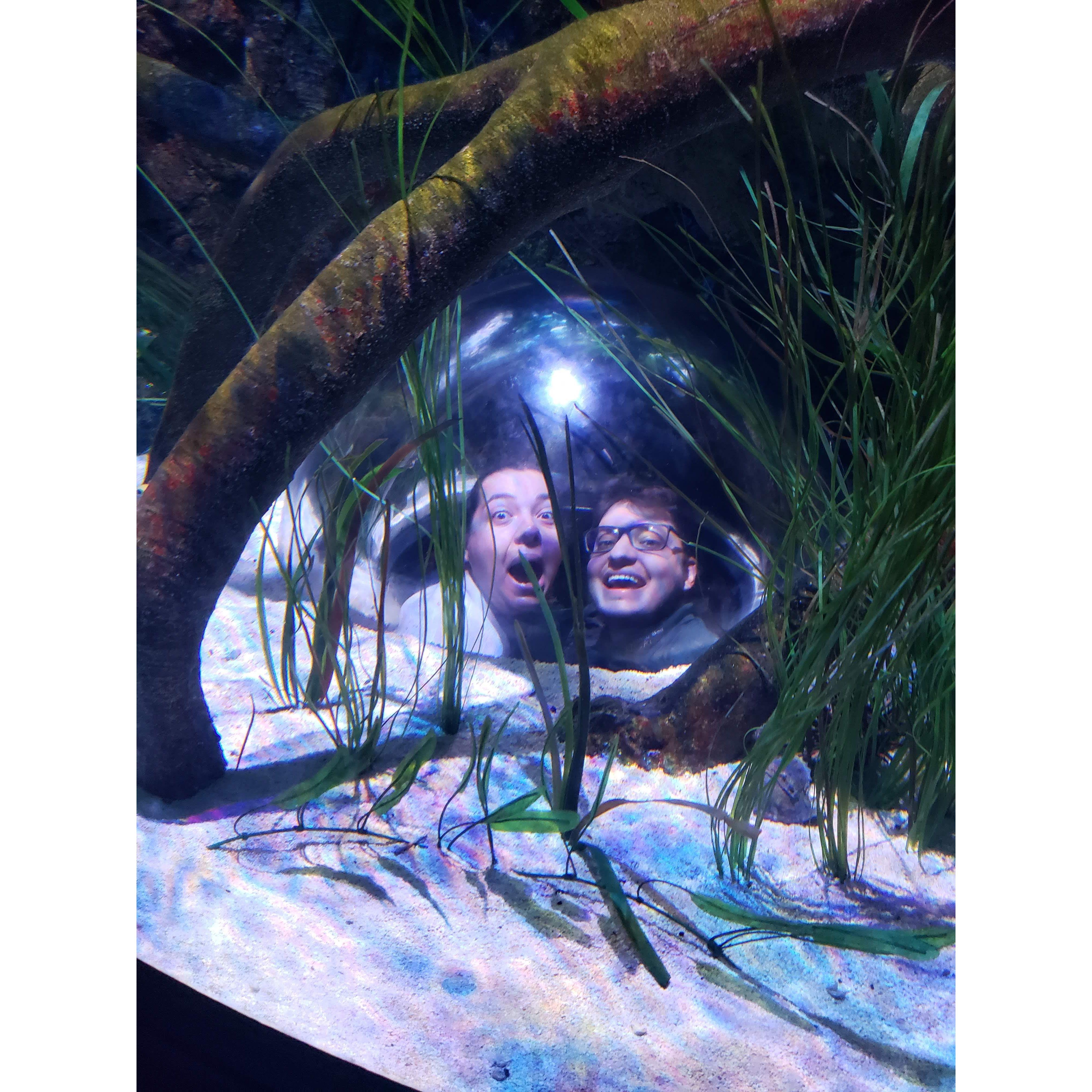 Just goofing around at an aquarium.