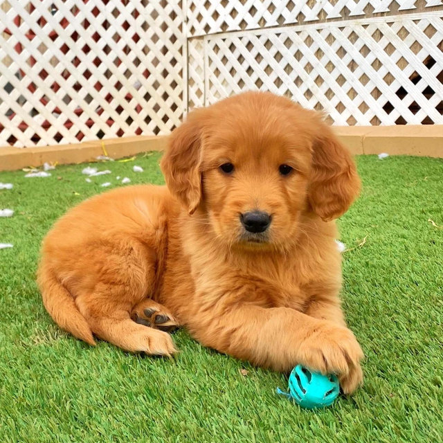 Our New Golden Retriever Puppy
