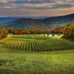 Burntshirt Vineyards