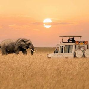 African Safari