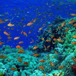 Snorkeling at Kisite-Mpunguti Marine Reserve