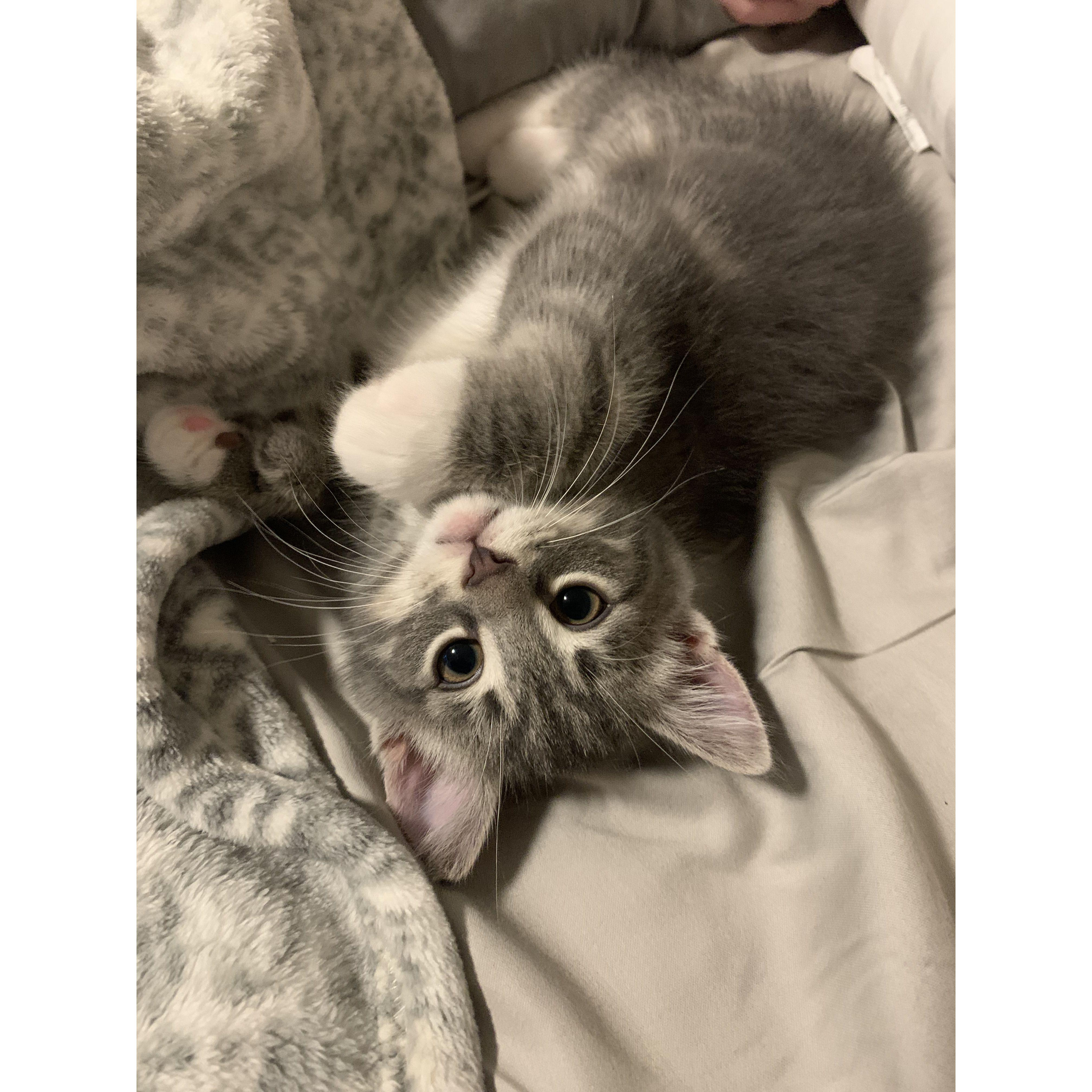 First week with our kitten! (He's 3 now)