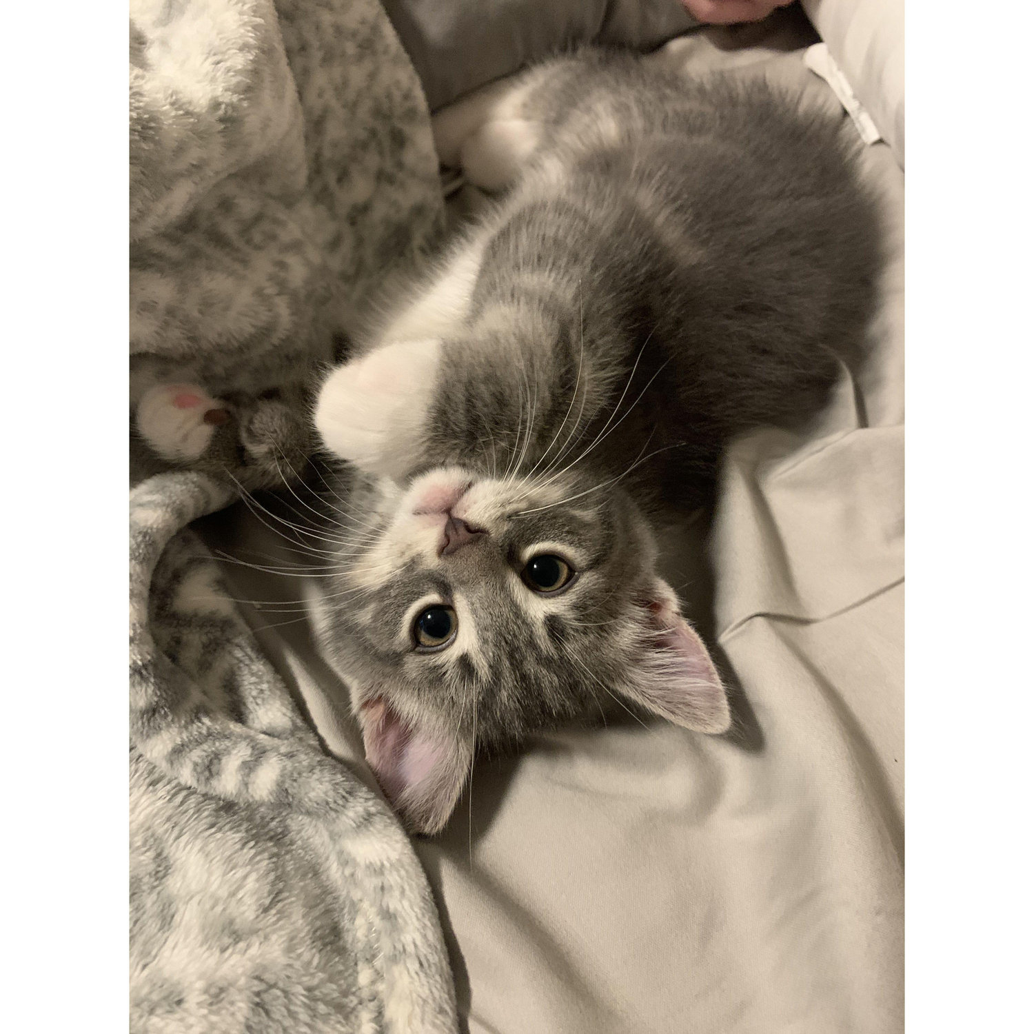 First week with our kitten! (He's 3 now)
