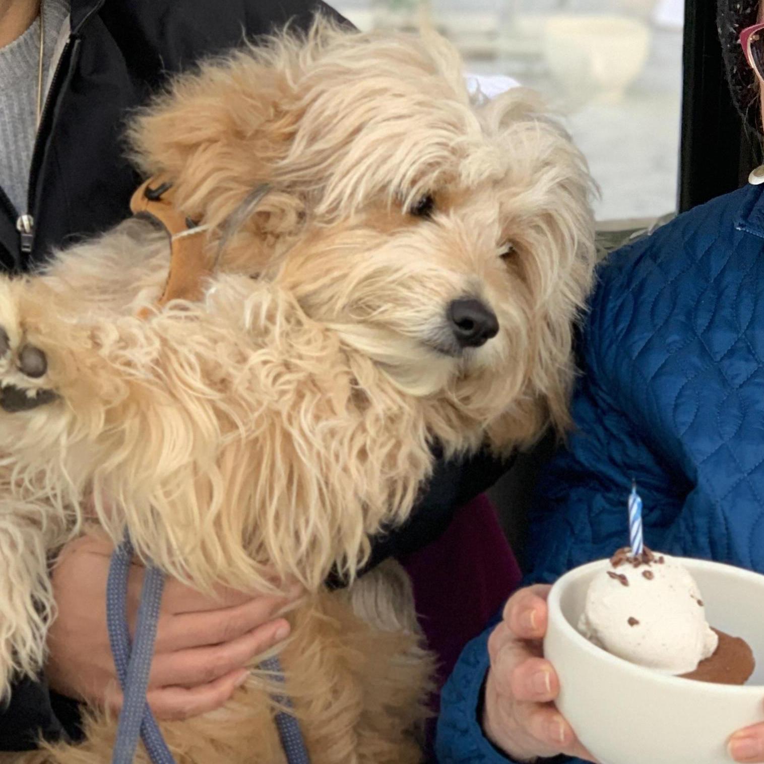 Ruggles wants to love cake, but isn't allowed.