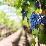 Temecula Wineries